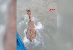 Baraj gölüne düşen dağ keçisini balıkçılar kurtardı; o anlar kamerada