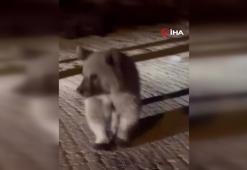 Uludağ'da ayılar barakalara girdi, ortalık darmadağın oldu