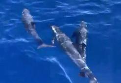 Balık tutmak için denize açıldı, şaşkına döndü! ‘Karşımızda birden belirdiler’
