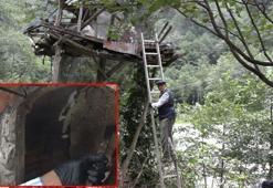 El değmeden üretiliyor, altın fiyatına satılıyor: 'Biz sadece ağaçların kafasına koyarız'