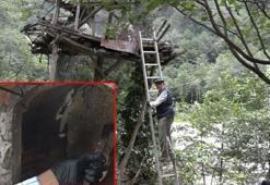 El değmeden üretiliyor, altın fiyatına satılıyor: 'Biz sadece ağaçların kafasına koyarız'