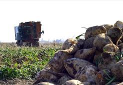 Şeker pancarının alım fiyatı belli oldu