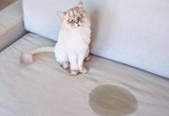 Evde kedi besleyen herkes bilmeli! Makineye atmak hataymış, bu formülle tertemiz