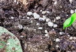 Toprağın içinde patlamış mısır gibi! Kökleri diri tutup bahçeyi coşturuyor