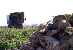 Şeker pancarının alım fiyatı belli oldu