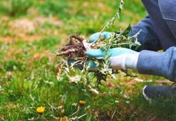 Yabani otun kökü sonbahardan kazınır! 35 yıllık usta tüyosu: Azıcık kireç yetiyor