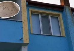 Bartın'da kabus! Sürüler halinde ortaya çıktılar! Ev ve arabaları bile istila ettiler