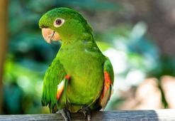 Yeşil papağanlar neden birbirlerinin yuvasındaki yavrulara saldırır?