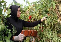 Gündüz serada sebze, akşam ise karate sporcusu yetiştiriyor