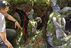 300 yıllık ağaçta şoke eden detay! 'Çok ilginç, biz de her baktığımızda şaşırıyoruz'