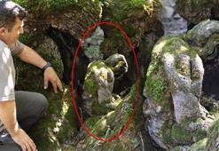 300 yıllık ağaçta şoke eden detay! 'Çok ilginç, biz de her baktığımızda şaşırıyoruz'