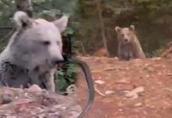 Ayıyla sohbeti gülümsetti: Kanka cips vereyim mi?