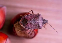 Kokarca böceği asla dayanamıyor! Pervazlara sıkın, evin kapısına çakılacaklar