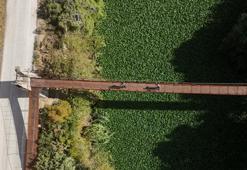 Su sümbülleri Asi Nehri'ni istila etti! Görüntüleri hayran bırakıyor