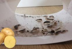 Patatesi dilimleyip odaya bırakın! Sabah şoke olacaksınız, böcek ilacından etkili