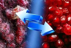 Dışı sağlam içi çürük olabilir! Anlamanın 3 yolu var: Çevirip bastırın, kendini ele veriyor