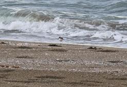Yer: Hatay! Sahilde beslenirken görüntülendi