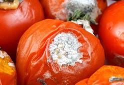 Domates küfüne son veriyor! İşte domatesi küflenmeden muhafaza etmenin yolları