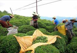 Türk çayı ihracatı 22 milyon doları aştı