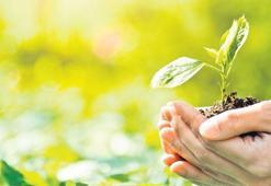 2.5 milyon ağaç tohumu doğayla buluşuyor