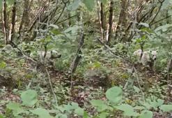 Rize'deki 'Beyaz ayı' nereden çıktı? İşte sosyal medyanın konuştuğu görüntünün sırrı