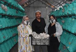 Kadın girişimci çadır seralarda yılda 40 ton istiridye mantarı üretiyor