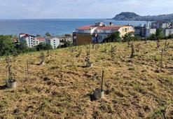 Fındıkta rekolte artıracak çalışma