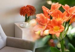 Eve bolluk getiriyor ama yatak odasından uzak tutun! Bereketin formülü saksıdaymış