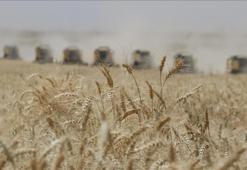 Güneydoğu Anadolu'dan 2,6 milyar dolarlık hububat ihracatı