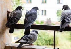 Bu bitkinin kokusuna dayanamıyorlar! Balkona koyun, kuş işgali bitsin