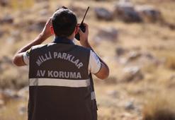 Van'da alıkonulan kurt koruma altına alındı