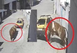Ahırdan kaçan boğadan park halindeki araca boynuz darbeleri!