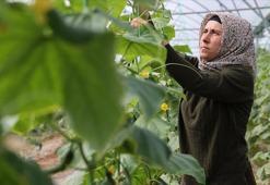 Kadın girişimci devlet desteğiyle kurduğu serada üretime katkı sağlıyor