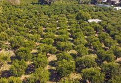 Bodrum mandalinasında rekolte beklentisi yüksek