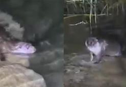 Soyu tükenme tehlikesi altında! Fırat Nehri'nde görüntülendi