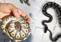 Yer: Konya! Cebinden piton çıktı, ekipler harekete geçti