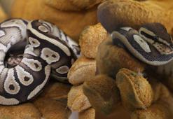 Konya'da şoke eden olay! Polis çevirmesinde cebinden piton çıktı