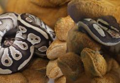 Konya'da şoke eden olay! Cebinden piton çıktı: İki metreye kadar...