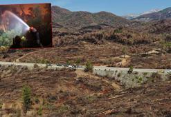 Köyceğiz'deki yanan 2 bin 403 hektar alanda ağaçlandırma için hazırlıklar devam ediyor