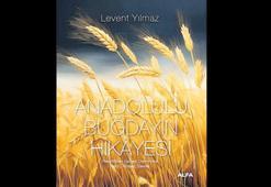 Anadolu buğdayının ‘bereketli’ öyküsü