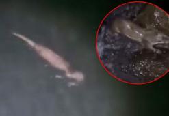 Tatil beldesinde görüntülendi! Sudan çıktı, vatandaşlar elleriyle besledi