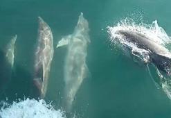 Yer: Bartın! Denize açıldı şaşkına döndü: 3’ü birden teknenin yanında yüzdü