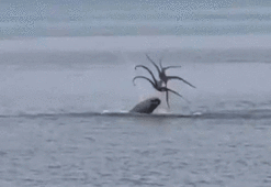 Nadiren ortaya çıkıyor! İzmir'de vatandaşlar görüntüledi