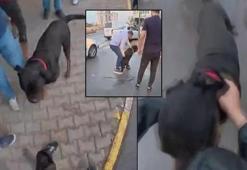 Ağızlıksız gezdirilen köpek önce kadına, sonra kuryeye saldırdı