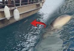 Yer: Bodrum! İskelede gören şaşkına döndü: 'Ekmek verip karnını doyurmaya çalıştık'