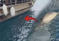 İskelede gören şaşkına döndü