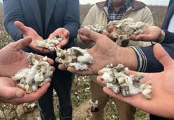 Ceviz büyüklüğünde dolu felakete neden oldu!