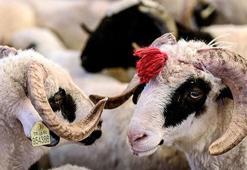 Kurban Bayramı tarihleri 2026 📍 Kurban Bayramı ne zaman? Kurban Bayramı tatili kaç gün olacak?