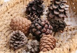 Çamların dibinden toplayıp salonun köşesine koyun! Meğer kötü enerjiyi emiyormuş