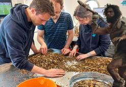 Kayıp kara parçasının sırları çözüldü! Bir zamanlar mamutlar, dev geyikler yaşıyordu